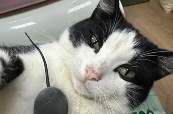 Кошки потеряшки, Омск, фото: Потеряшка кот, Амурская 21 - Челюскинцев