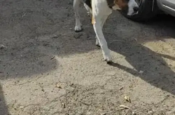 Собака найдена у элеватора, Хлебная ул.