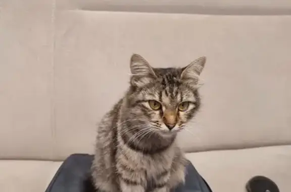 Найденные животные Грязи, фото: Кошка найдена на Расковой, 34Б, Грязи