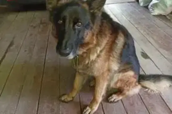 Собаки потеряшки, Екатеринбург, фото: Потеряшка собака, Режимный пер., 3, Екб