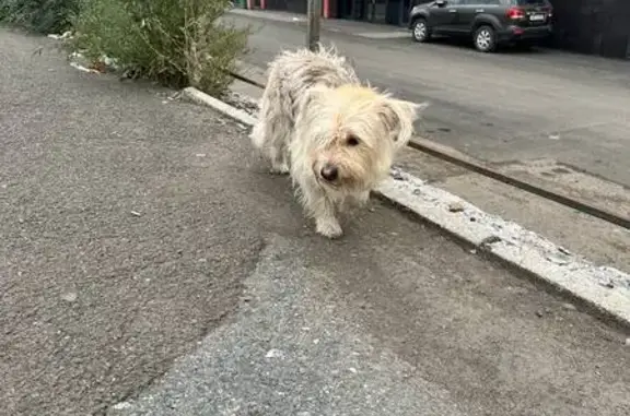 Собака найдена на пр. Красноярский Рабочий, 27с4