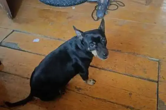 Пропала собака, Поперечно-Центральная 10