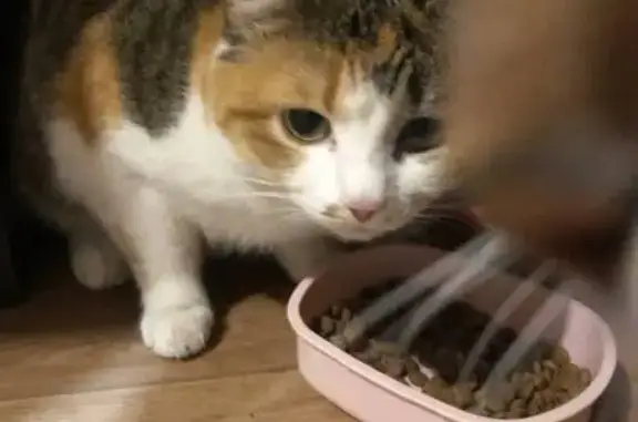 Кошки потеряшки, , фото: Потеряшка кошка, Маркова, Иркутская область