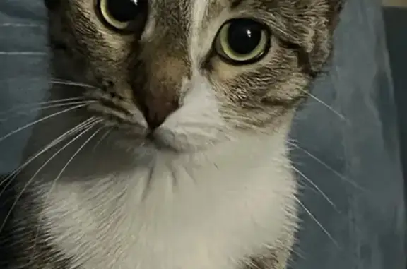 Кошки потеряшки, Киров, фото: Потеряшка кошка на Сурикова 20А, Киров