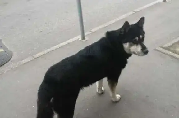 Собака найдена у Склизкова, 10, Тверь