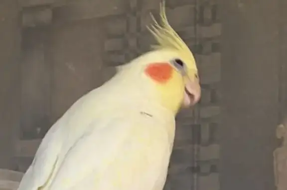 Пропал попугай, Краснодар, Краснодарский край