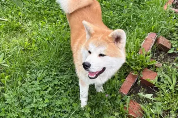 Собаки потеряшки, Верхняя Пышма, фото: Потеряшка собака, ул. Циолковского 2, В.Пышма