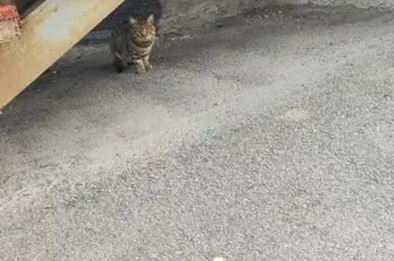 Кошка найдена: Некрасова 41, Абакан