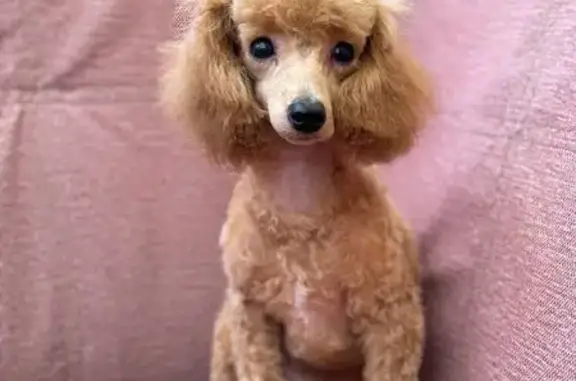 Собаки потеряшки, Первоуральск, фото: Потеряшка собака, ул. Ильича, Первоуральск