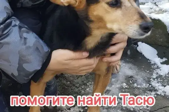 Пропала собака, Волжская ул., 17