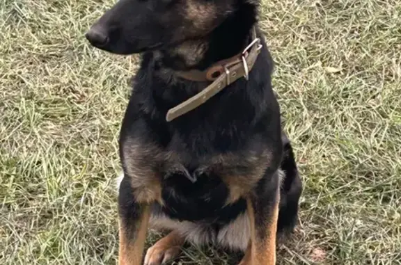 Пропала собака, Трикотажная ул., Новосибирск