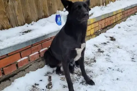 Собаки потеряшки, Нижний Новгород, фото: Потеряшка собака на Бекетова, 50, Н. Новгород