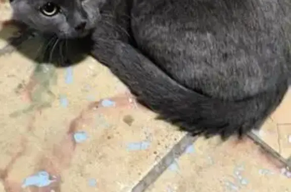 Найдена кошка, Новосибирск, фото: Кошка найдена, Ватутина 4/1, Новосибирск