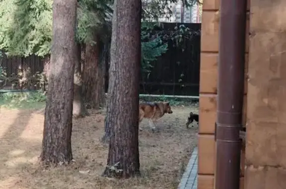 Найдена собака, Московская область, фото: Собаки найдены: Западная улица, МО