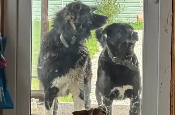 Найдена собака, Московская область, фото: Филипповское: найдены 2 собаки