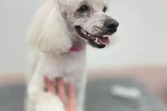 Пропала собака, Отрадная 6, Красноярск