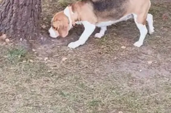 Найдена собака, Тверь, фото: Найдена бигль, Мирная ул. 3, Тверь