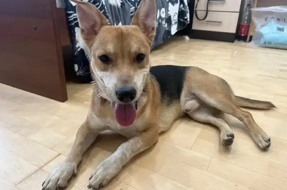 Найдена собака, Бескудниковский бул., 31