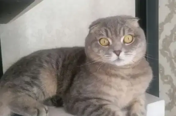 Кошки потеряшки, Шуваевский сельсовет, фото: Потеряшка кошка в СНТ Автомобилист, Емельяново