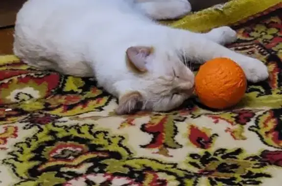 Кошки потеряшки, , фото: Потеряшка кошка, Старое Михайловское