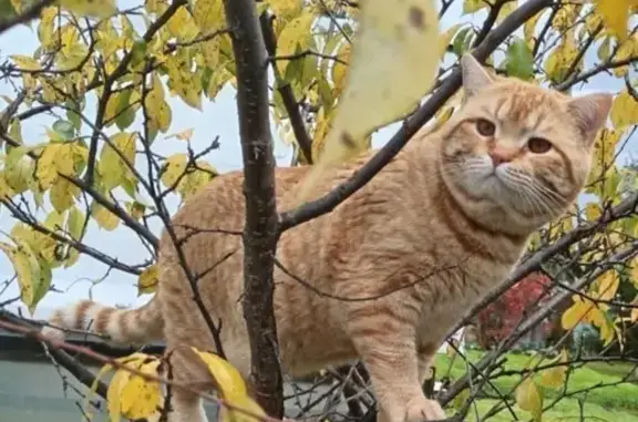 Пропал рыжий кот, ул. Сантехизделий, 16