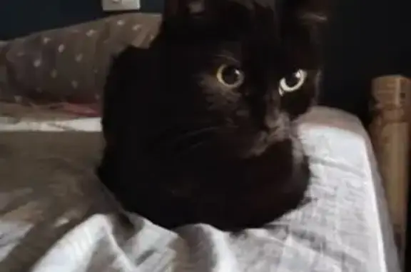 Кошка найдена: Псковская ул., 38, Вел. Новгород