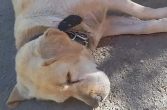 Найдена собака, Волгоград, фото: Собака найдена у Рокоссовского, 24, Волгоград