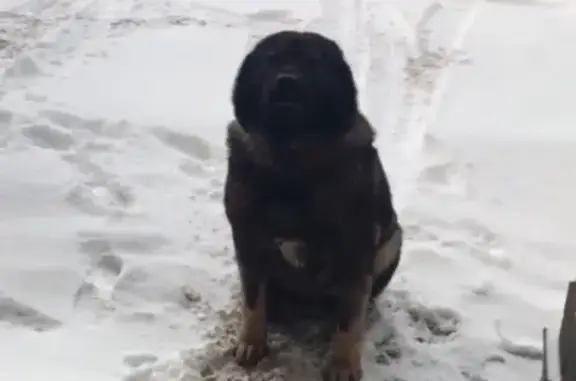 Собаки потеряшки, Калуга, фото: Потеряшка овчарка, Кирпичная 32, Калуга