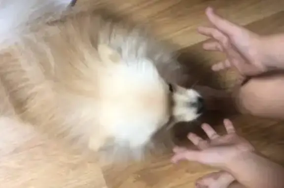 Пропала собака, Ангарская 23, Томск