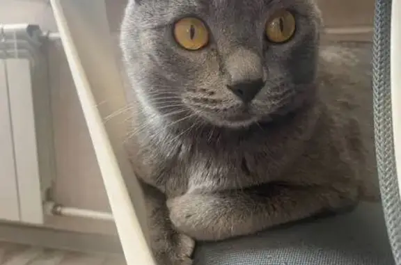 Пропала кошка, Томск, Томская область