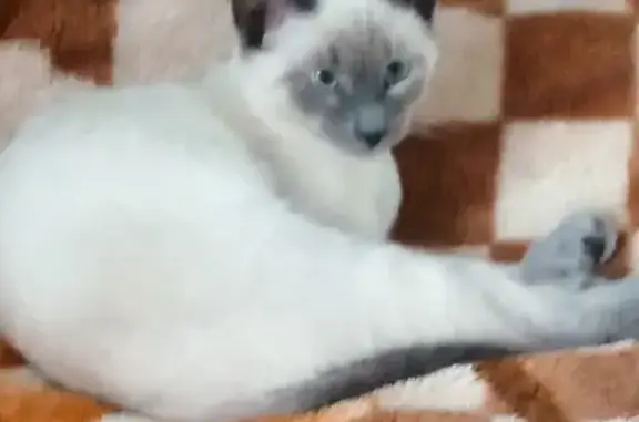 Собаки потеряшки, , фото: Потеряшка собака, ул. Айтугана, 14, Мелеуз