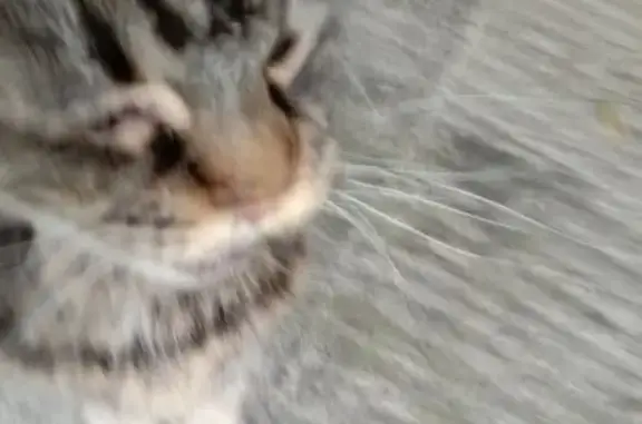 Найдена кошка, Зеленодольск, фото: Кошка найдена, ул. Комарова, д. 17