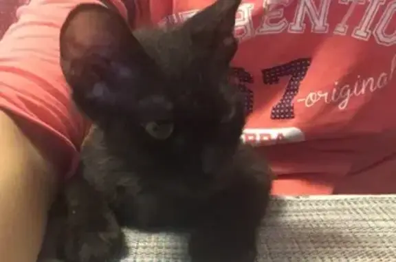 Кошки потеряшки, Санкт-Петербург, фото: Потеряшка черная кошка, Комендантская пл.