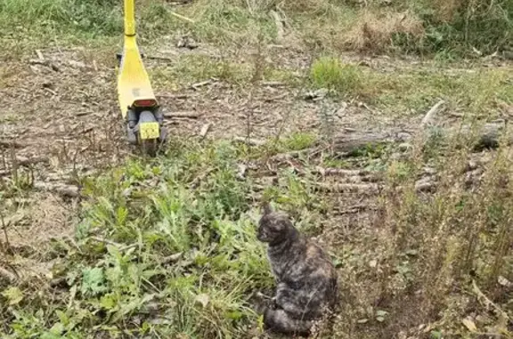 Кошка найдена, Белградская ул., СПб