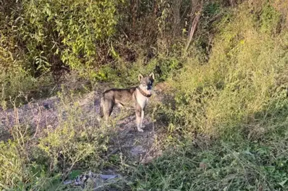 Найдена собака, , фото: Собака найдена: Ламшурская ул, 18, Ижевск