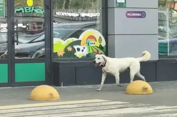 Найдена собака, , фото: Лабрадор с трекером на Центральной, Юрасово