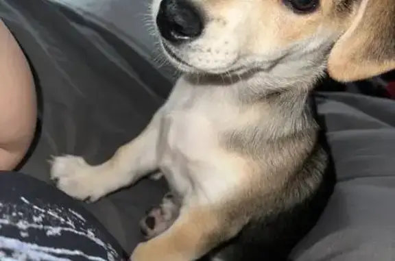 Пропала собака, Машиностроителей 12