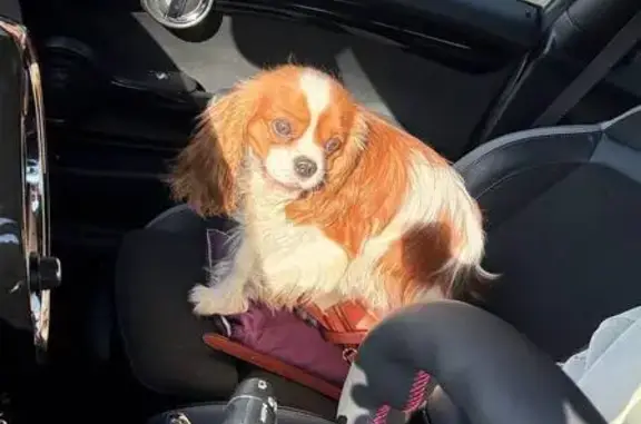 Собака найдена: ул. Калинина, Краснодарский край