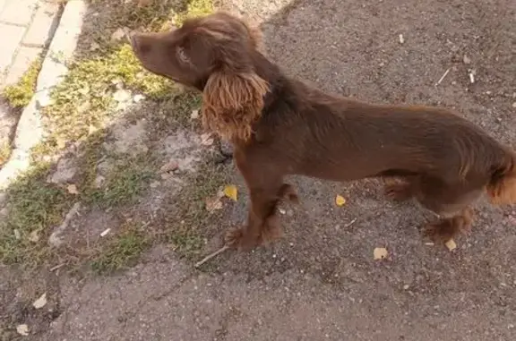 Найдена собака, Лукоянов, фото: Найдена собака, ул. Ленина, Лукоянов