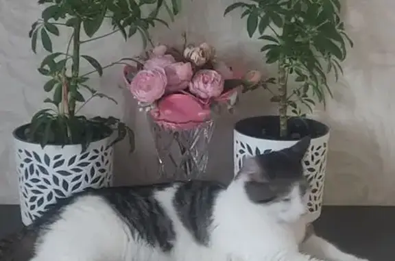 Кошки потеряшки, Санкт-Петербург, фото: Потеряшка кошка, Ленинский пр. 93 к2, СПб