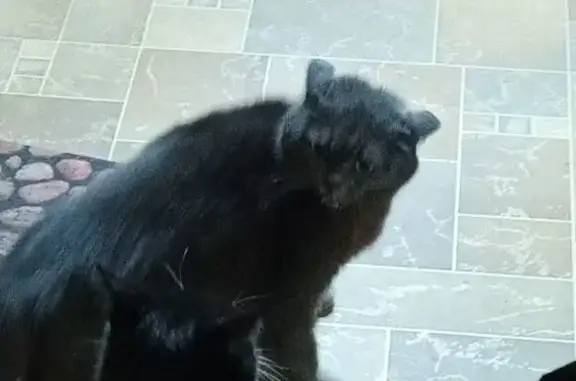 Пропала кошка, Глазов, Удмуртия