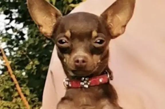 Пропала собака: Напольная ул., 18, Маркова