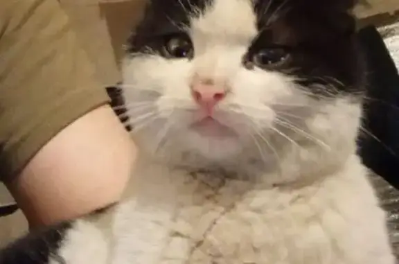 Кошки потеряшки, Республика Бурятия, фото: Потеряшка кошка в Онохое, Бурятия