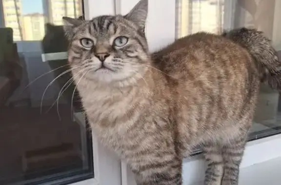 Найдена кошка, Йошкар-Ола, фото: Кот найден у 