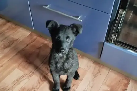 Собака найдена: 5-й Фабрично-Заводской, 10