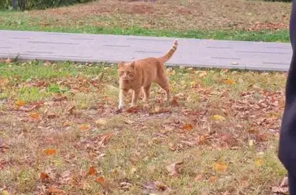 Кошка найдена: ул. Тайнинская, 13 к2, Москва
