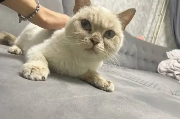 Найдена кошка, Емельяново, фото: Кошка найдена в Емельяново, Красноярск