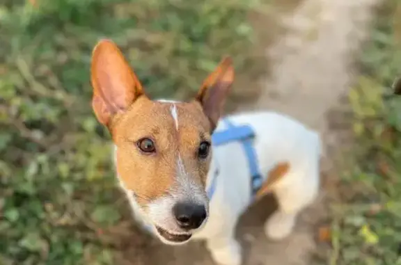 Собаки потеряшки, Люберцы, фото: Потеряшка собака, Волковская ул. 49, Люберцы