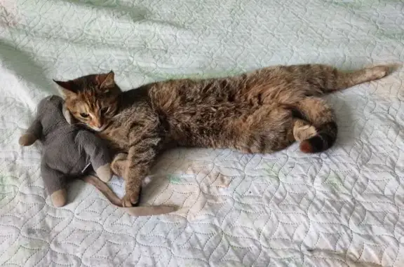 Кошки потеряшки, , фото: Потеряшка кошка, Лазурная ул., 21