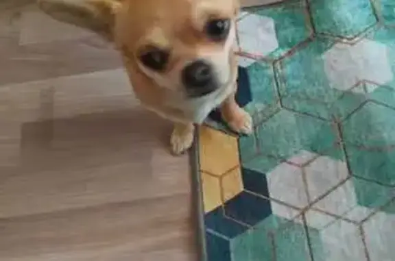 Пропала собака в Тураково, МО